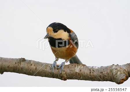 ヤマガラ ヤマガラ 25556547