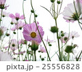 コスモス畑 25556828