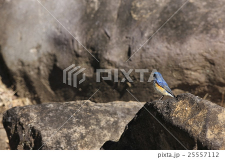 ルリビタキ ルリビタキ 25557112