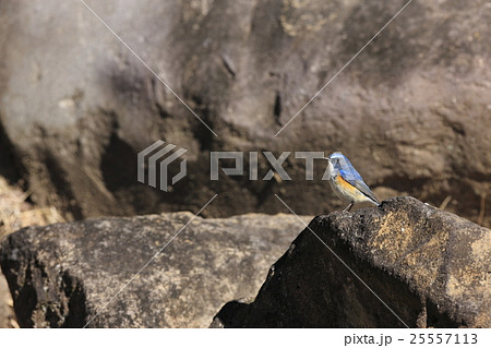 ルリビタキ ルリビタキ 25557113