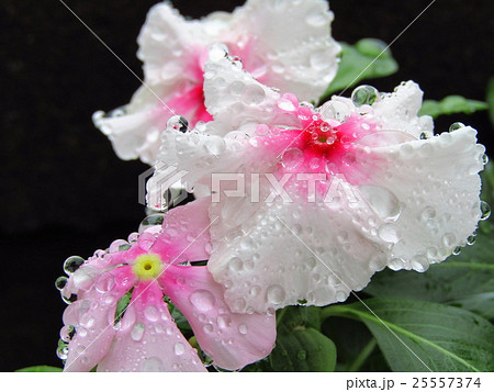 7 8月の夏に咲く白色の花 キョウチクトウ科のニチニチ草 別名 ビンカ の写真素材