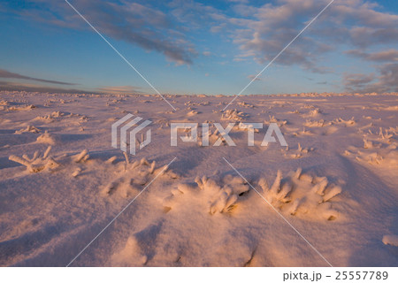 landscape 25557789