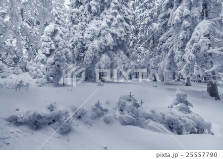 landscape 25557790