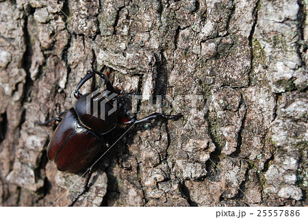 カブトムシ カブトムシ 25557886