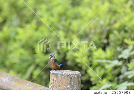 冊にとまるカワセミ 25557908