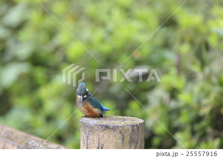 冊にとまるカワセミ 25557916