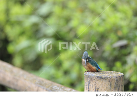 冊にとまるカワセミ 冊にとまるカワセミ 25557917