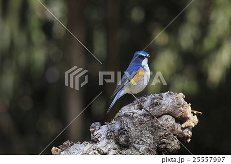 ルリビタキ 25557997