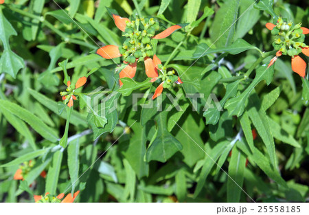 ショウジョウソウ 25558185