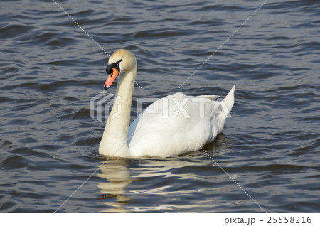 コブハクチョウ（千波公園／茨城県水戸市千波町） 25558216