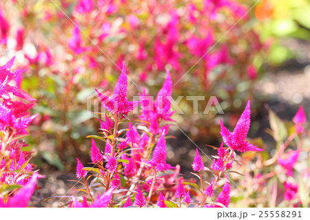 ケイトウの花 25558291