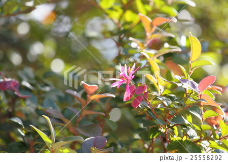 アカバナマンサクの花 25558292