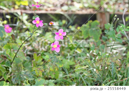 シュウメイギクの花 25558449