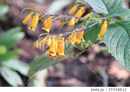 マツムラソウの花 マツムラソウの花 25558612