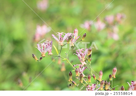 ホトトギスの花 25558614