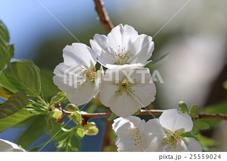 磐椅神社の桜(大島桜) 磐椅神社の桜(大島桜) 25559024