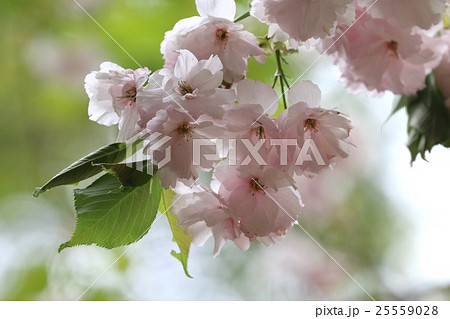 磐椅神社の桜（大鹿桜） 25559028