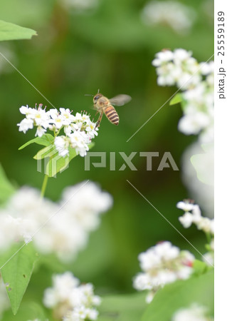 ミツバチとそばの花 そばの花 ソバの花 ミツバチ 自然 蜂蜜 昆虫 白い花 秋 ミツバチとそばの花 そばの花 ソバの花 ミツバチ 自然 蜂蜜 昆虫 白い花 秋 25559189