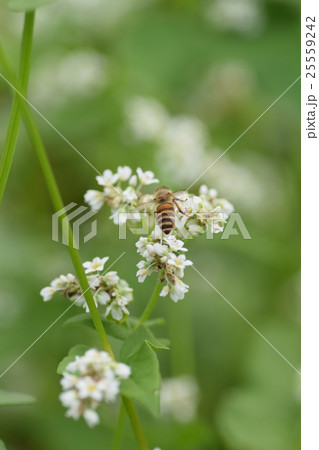 ミツバチとそばの花 そばの花 ソバの花 ミツバチ 自然 蜂蜜 昆虫 白い花 秋 ミツバチとそばの花 そばの花 ソバの花 ミツバチ 自然 蜂蜜 昆虫 白い花 秋 25559242