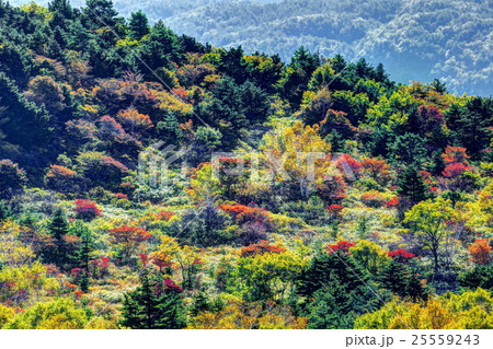 紅葉の吾妻山　天狗の庭 25559243