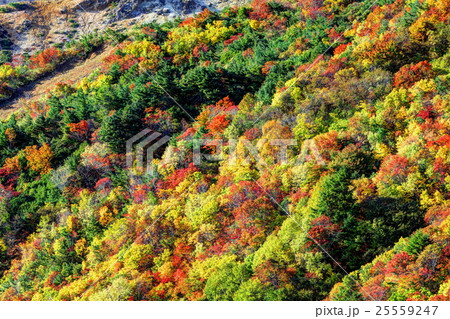 紅葉の吾妻山　天狗の庭 25559247