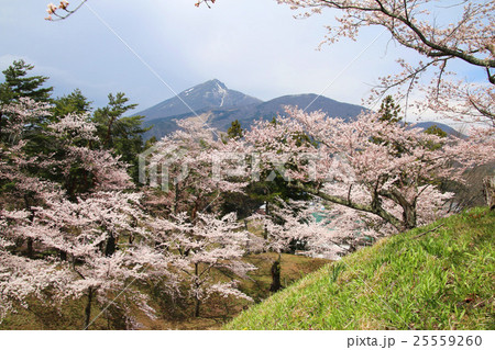亀ヶ城公園の桜 25559260