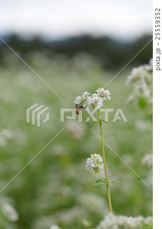 ミツバチとそばの花 そばの花 ソバの花 ミツバチ 自然 蜂蜜 昆虫 白い花 秋 ミツバチとそばの花 そばの花 ソバの花 ミツバチ 自然 蜂蜜 昆虫 白い花 秋 25559352