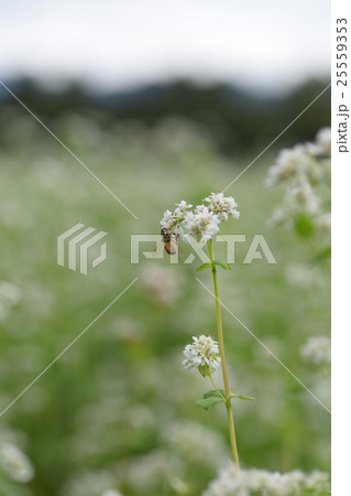ミツバチとそばの花 そばの花 ソバの花 ミツバチ 自然 蜂蜜 昆虫 白い花 秋 ミツバチとそばの花 そばの花 ソバの花 ミツバチ 自然 蜂蜜 昆虫 白い花 秋 25559353