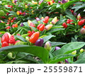 五色唐辛子 25559871