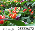 五色唐辛子 25559872