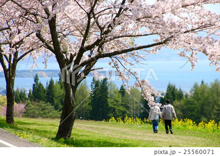猪苗代町牧場の桜 猪苗代町牧場の桜 25560071