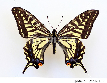 ナミアゲハ 25560155
