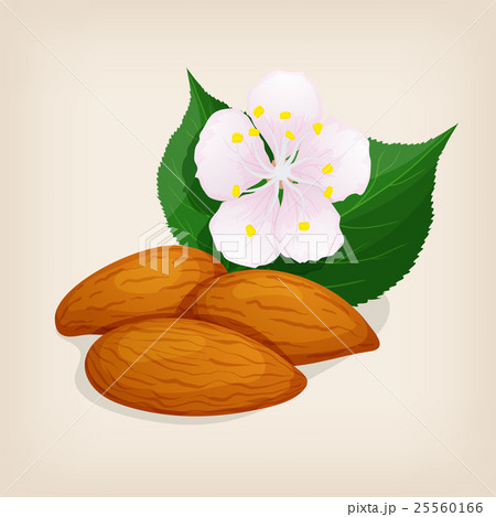 Apricot kernel with leaves and a flower. Vector 25560166