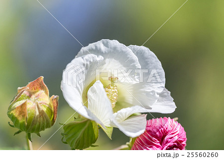 スイフヨウ 25560260