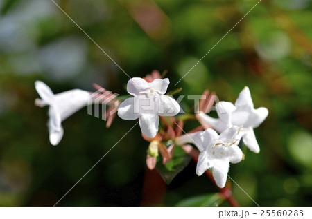 ハナゾノツクバネウツギ（花園衝羽根空木） 25560283