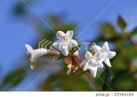 ハナゾノツクバネウツギ(花園衝羽根空木) ハナゾノツクバネウツギ(花園衝羽根空木) 25560284