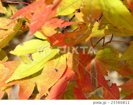紅葉 25560811