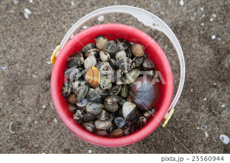 潮干狩り 潮干狩り 25560944