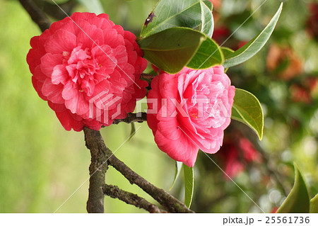 椿 紅車 べにぐるま Camellia japonica'Beniguruma' 椿 紅車 べにぐるま Camellia japonica'Beniguruma' 25561736