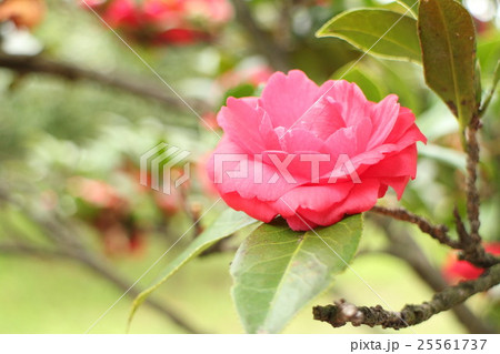 椿 紅車 べにぐるま Camellia japonica'Beniguruma' 椿 紅車 べにぐるま Camellia japonica'Beniguruma' 25561737