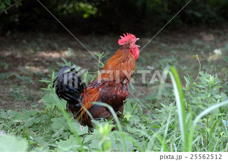 雄鶏が鳴く 25562512