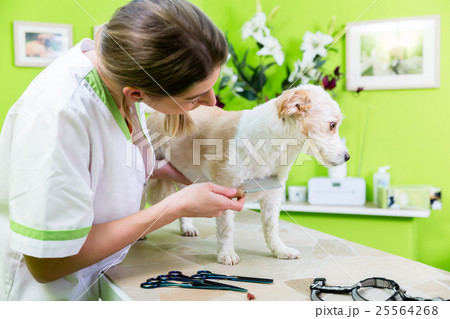 Woman is examining Dog for flea at pet groomer Woman is examining Dog for flea at pet groomer 25564268