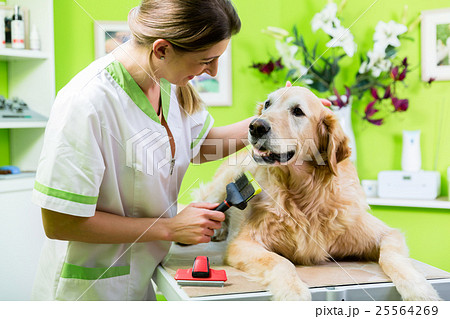 Woman getting dog fur care at dog par Woman getting dog fur care at dog par 25564269