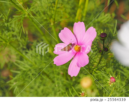 コスモスの花の蜜を吸蜜中のセセリチョウ 25564339