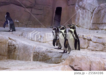 Penguin at the zoo Cyprus Penguin at the zoo Cyprus 25564396