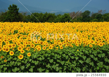 明野のひまわり畑 25564930