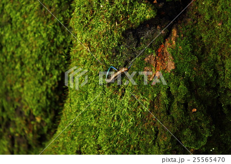 青い尻尾のニホントカゲ 25565470