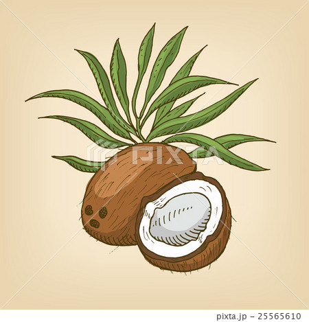 Coconut with leaves. Vector illustration. Coconut with leaves. Vector illustration. 25565610