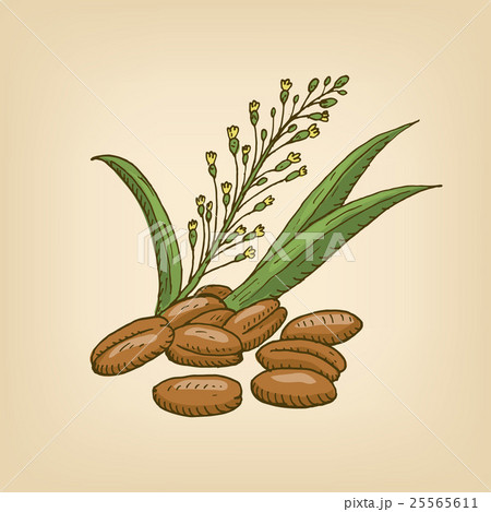 Camelina sativa or gold-of-pleasure, or false flax 25565611