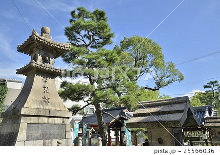 浅沢社 住吉さんの弁天さん 浅沢社 住吉さんの弁天さん 25566036